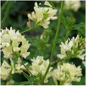 Lucerna Alba 0.5 kg Granum