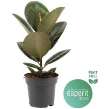 Telpaugi Ficus el. "Robusta"(fikuss)