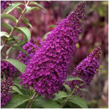Buddleja davidii Magenta Munchkin- Dāvida budleja