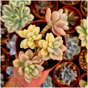 Graptosedum "Ellen" variegated Donsuculentas