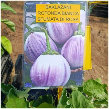 Rozā baklažānu stādi 4 gb