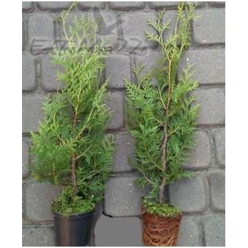 Tuje Brabant Thuja Brabant 20-40cm 1-2L Topf 1 187