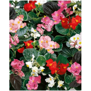Begonia hybrida F1 Inferno Mix | A.M. ozoli
