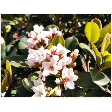 Rhaphiolepis umbellata Ovata Donnadipiante - Vendi