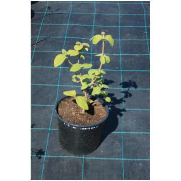 Viburnum lantana (Vilnainā irbene), konteinera tip