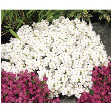 Arābe kaukāza "Little Treasure White" 25 sēklas Da