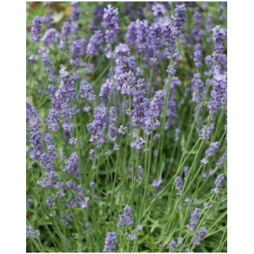 Lavandula intermedia Dutch | A.M. ozoli