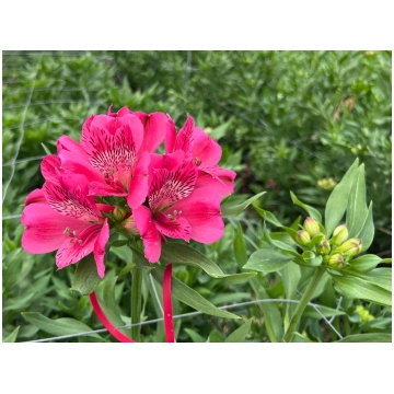 Alstromeria - Alstromērija zemā