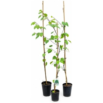 Himalaju bērzs ‘Doorenbos’ (Betula) C2