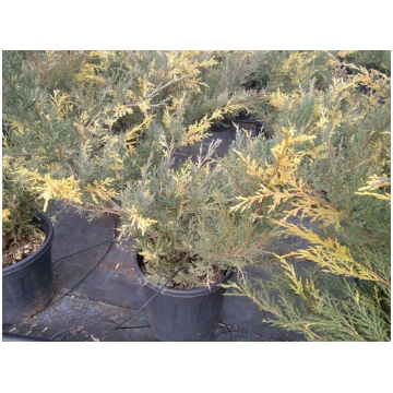 Juniperus x media Blue and Gold Donnadipiante - Ve