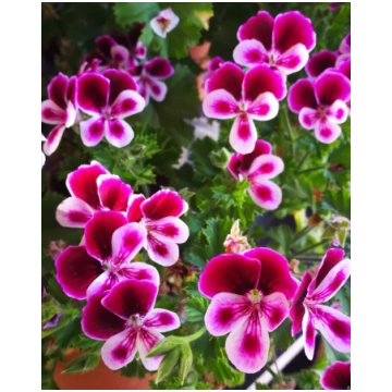 Reto - neredzēto pelargoniju kaste - 6 gab