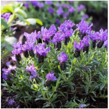 Franču lavanda 'Purple Supreme'