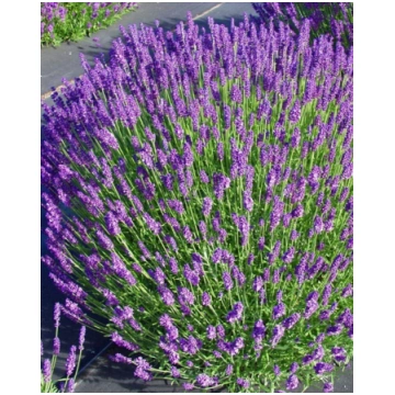 Lavandula angustifolia Hidcote | A.M. ozoli