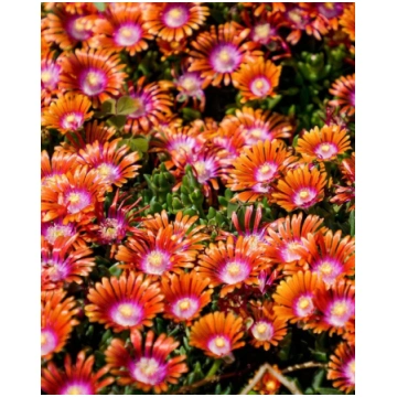Delosperma cooperi Jewel of Desert Sunstone | A.M.