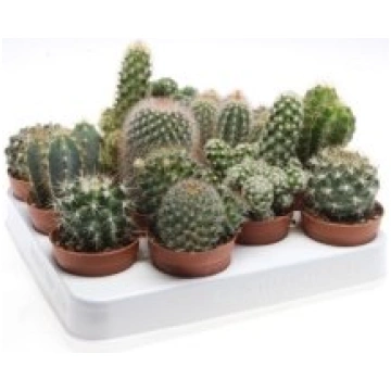 Telpaugi Cactus mix(kaktuss)