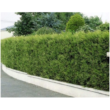 Tūja 'Brabant' 40-60 cm