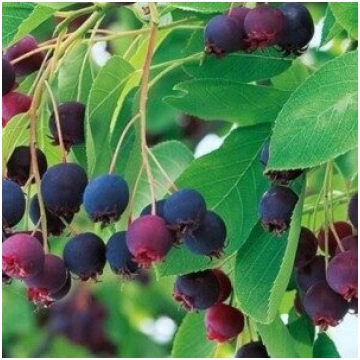 Amelanchier canadensis 'Prince William' 