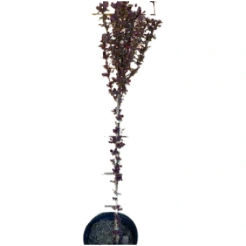 Tunberga bārbele "Dariusz"" Pa 80-100 cm