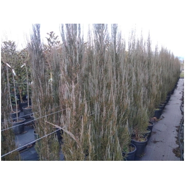 Juniperus scopulorum Blue Arrow Donnadipiante - Ve