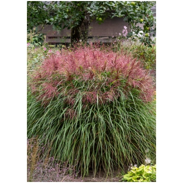Miscanthus sinensis POLONUS 1 GB