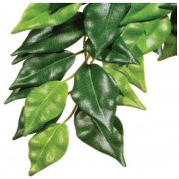 Hagen Exoterra Augs Ficus S