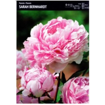 PAEONIJA SARAH BERNHARDT BENEX