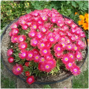 Pusdienziede 'Jewel of Desert Garnet'
