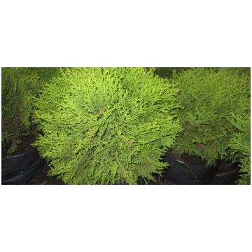 Tūja rietumu Danica 25-30cm /Thuja occidentalis Da