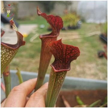 SXAR03 Sarracenia x areolata -- (S. alata var. nig