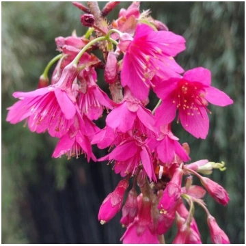 Prunus campanulata 'Felix Jury'