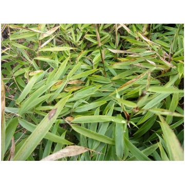 Fargesia robusta Pingwu Donnadipiante - Vendita pi