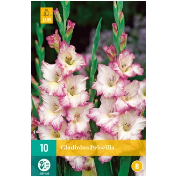 Gladiola JUB Priscilla 10gab