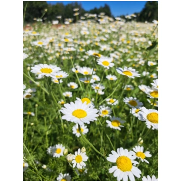Lauka ilzīte (Anthemis arvensis), 5g