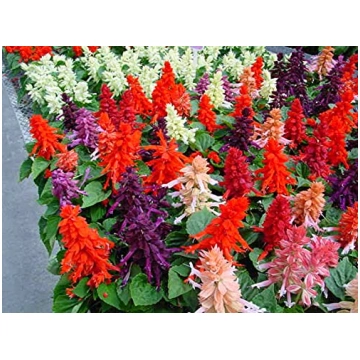 Salvia splendens - Dekoratīvā Salvija
