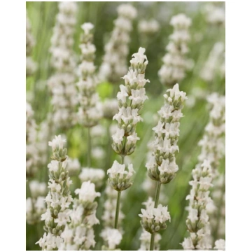 Lavandula intermedia Exceptional | A.M. ozoli