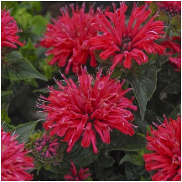 MONARDA PARDON My Cerise