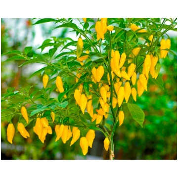 Čili pipars AJI LEMON (5 sēklas)