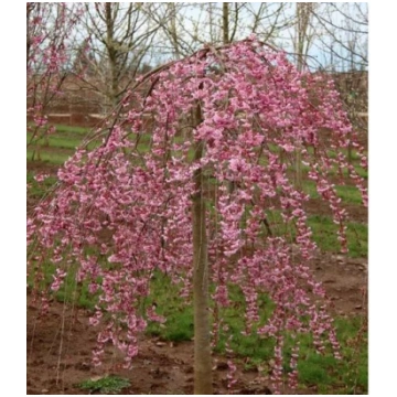 Nokarenais persiks ”Pink cascade”