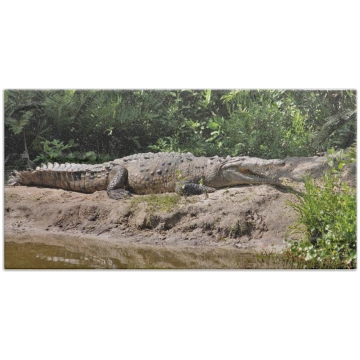 Crocodile by the Riverside - Bath Towel