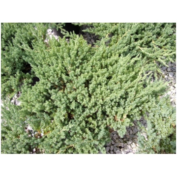 Juniperus procumbens Nana-Ginepro Donnadipiante -