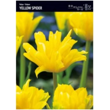 TULPES CONGO BENEX