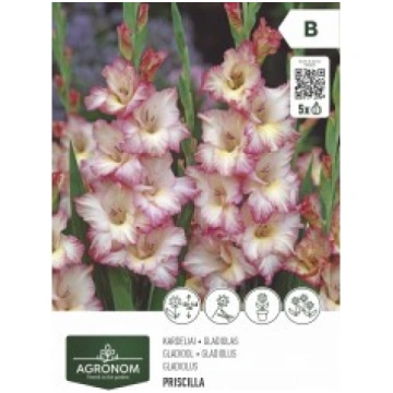 GLADIOLAS PRISCILLA AGRONOM