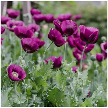 Miega magone 'Lauren’s Grape' (Papaver s