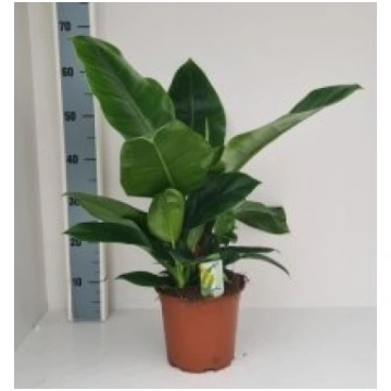 Telpaugi Philodendron "Imperial Green"(Hilodendrs)