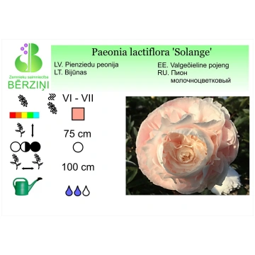 Paeonia lactiflora 'Solange', Peonija ZS