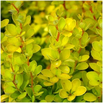 Berberis thunbergii 'Aurea' Tunberga bār