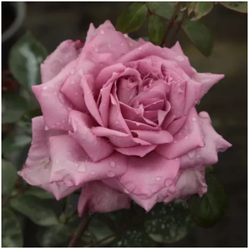 Rozā - violeta - Tējhibrīdroze - maigi smaržīga ro