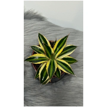 Agave Mediopicta www.augi-plants.lv