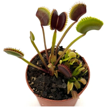 Dionaea Muscipula "Wine Mountain" Caput Mundi Labs