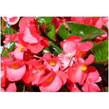 Begonia benariensis Big Pink with Green Leaf - 15c